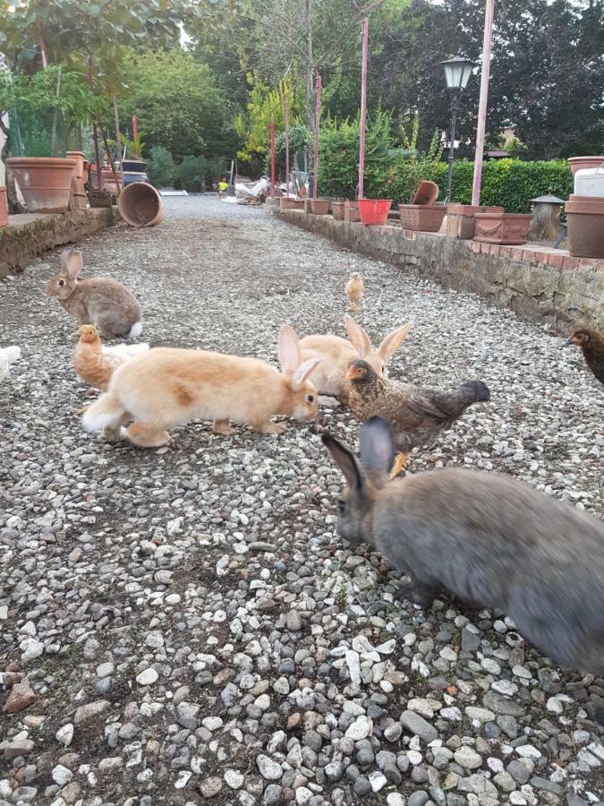 Alle Vecchie Mura ピストイア エクステリア 写真